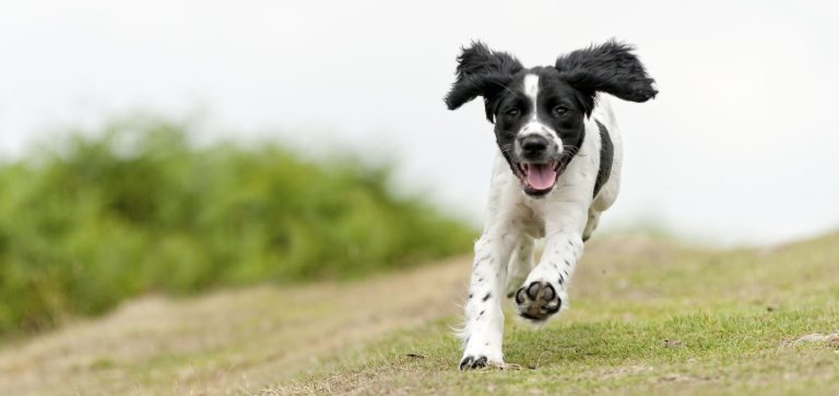 Four dogs sit in a park, one yawning, while a person holds their leads.